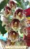 Ctsm. Jems Dragon Tears SVO AM/AOS x Orchidglade Davie Ranches